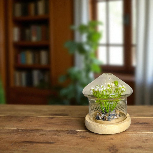 Mini Glass Dome Terrarium